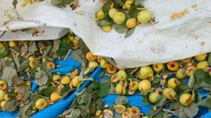 agaclara agackakanlar dadandi kilolarca kayisi 17562624 6255 amp