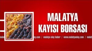 malatya kuru kayisi borsasi