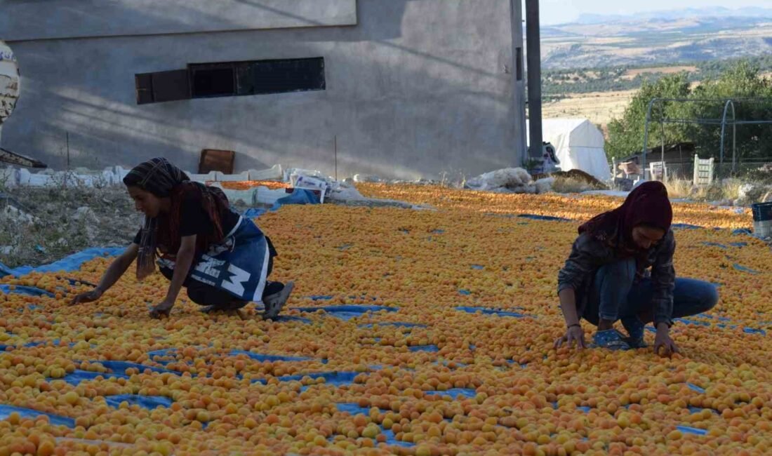 Dünyadaki kuru kayısı üretiminin