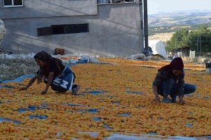 mevsimlik kayisi tarim iscisi min