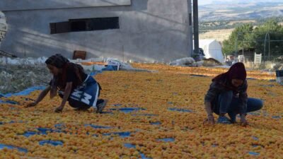 Dünyadaki kuru kayısı üretiminin yüzde 85’inin karşılandığı Malatya’da mevsimlik tarım