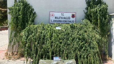 Malatya’nın Pütürge ilçesinde zehir tacirlerine yönelik düzenlenen operasyonda 3 bin
