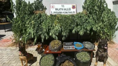 Malatya’nın Pütürge ilçesinde jandarma ekiplerince gerçekleştirilen uyuşturucu operasyonunda 11,5 kilogram