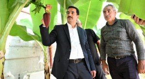 malatya battalgazi muz hasadi yetisirmi