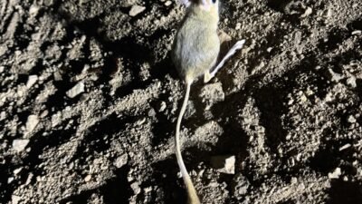 Ali Aladağ…:Malatya Olay…:
Malatya’nın Kuluncak İlçesinde Arap Tavşanı Görüldü Nesli Tehlikede