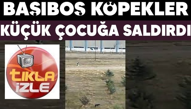 Ali Aladağ…:Malatya Olay…:
Malatya’da başıboş köpekler çocuğa saldırdı. Olay Malatya’nın Yeşilyurt