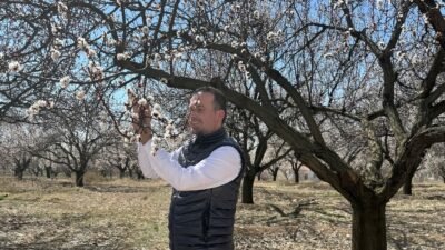 Ali Aladağ…:Malatya Olay…:
Güzel haber...Malatya’da Kayısı ağaçları çiçek açtı, her yan