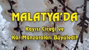 malatya kayisi cicegi ve kar manzaralari1