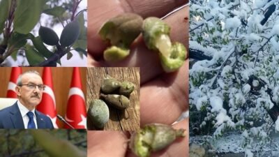 Kayısıyı YANDI Malatya’da Zirai Don Yaşandı Zarar Milyarlar Kim Ne