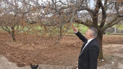 Ali Aladağ…: Malatya Olay Haber…:
12 Nisan gecesi yaşanan zirai don