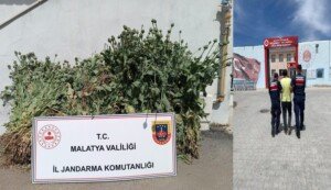 QAEUwmv
