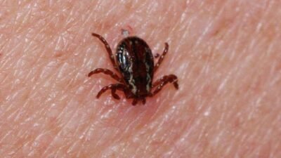 Kadir Aydın…:Malatya Olay Haber…:
Malatya'da da Korkulan oldu…Malatya’nın Doğanşehir ilçesinde Kene