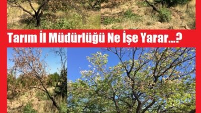 Ali Aladağ…: Malaya Olay Haber…:
Yılın haberi…Yılın Fotoğrafı…Malatya’da kayısı ağaçları kuruyor…Tarım