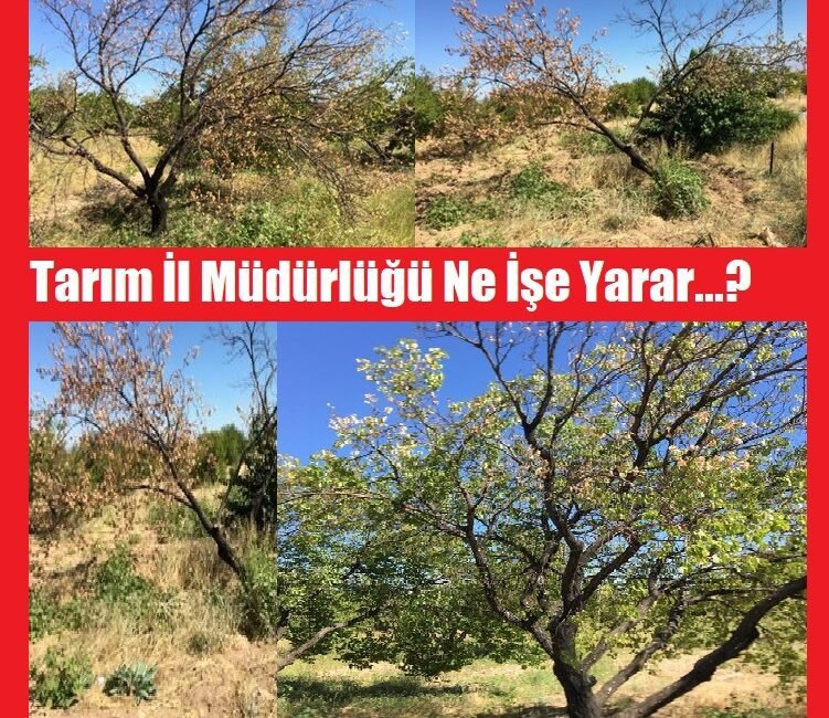 Ali Aladağ…: Malaya Olay Haber…:
Yılın haberi…Yılın Fotoğrafı…Malatya’da kayısı ağaçları kuruyor…Tarım