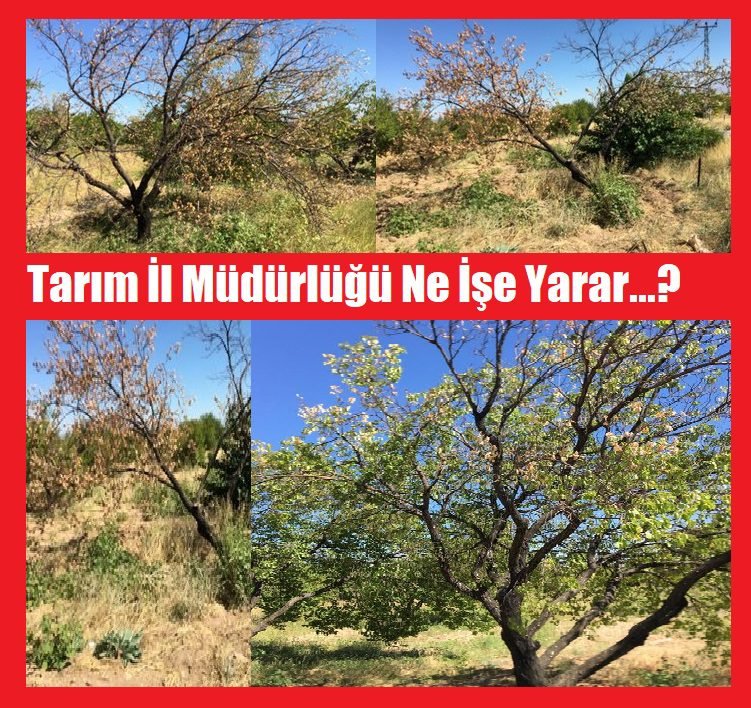 Malatya’da Yılın haberi, Kayısılar Kuruyor 2 Malatya’da Yılın haberi, Kayısılar Kuruyor 1