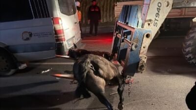 Ali Aladağ…:Malatya Olay Haber…:
Son dakika…Malatya Sultansuyu Tarım İşletmesinde ürken ve