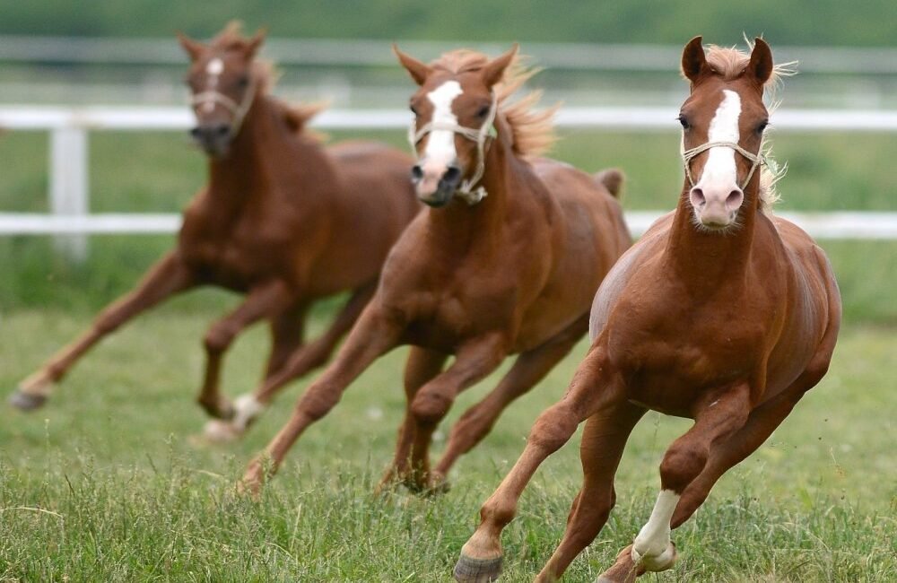 Ali Aladağ…:Malatya Olay Haber…:
Son dakika…Malatya Sultansuyu Tarım İşletmesinde ürken ve
