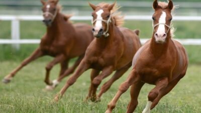 Ali Aladağ…:Malatya Olay Haber…:
Son dakika…Malatya Sultansuyu Tarım İşletmesinde ürken ve