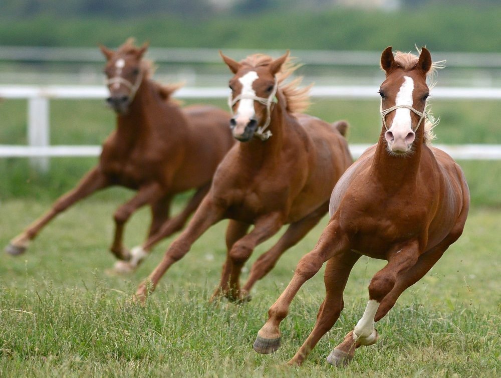 Ali Aladağ…:Malatya Olay Haber…:
Son dakika…Malatya Sultansuyu Tarım İşletmesinde ürken ve