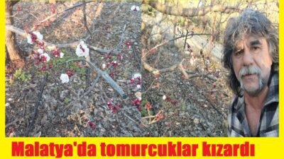 Ali Aladağ…:Malatya Olay Haber…:
Yoğun ve şiddetli bir kışın ardından Mersin'de