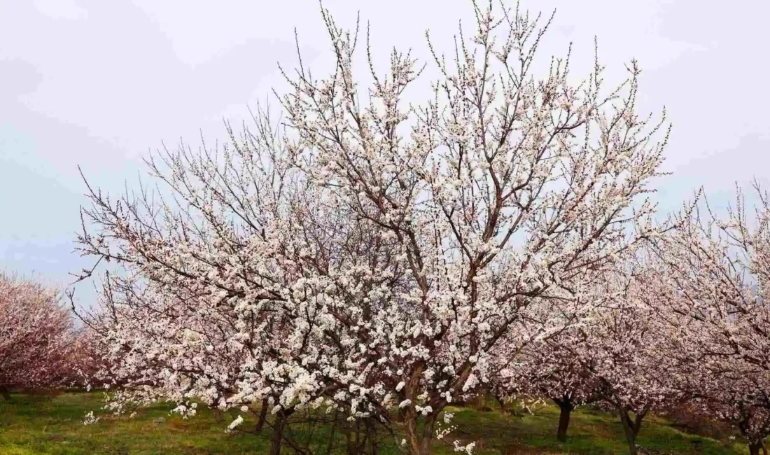 Malatya’nın dünyaca ünlü kayısısında kritik dönem başladı. Ağaçların tam çiçek