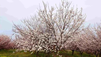 Malatya’nın dünyaca ünlü kayısısında kritik dönem başladı. Ağaçların tam çiçek