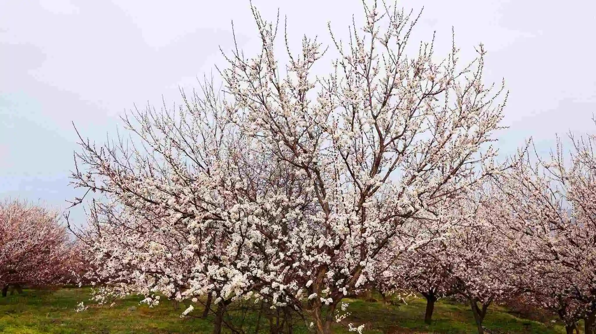 Malatya’da Kayısı Alarmı: Çiçek Açtı, Tehlike Kapıda! 2 Malatya’da Kayısı Alarmı: Çiçek Açtı, Tehlike Kapıda! 1
