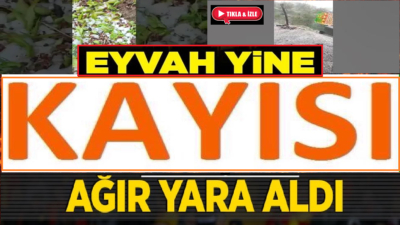 Ali Aladağ…: Şakir Zontul…: Malatya Olay Haber…:
Yine aynı son…Bu defa