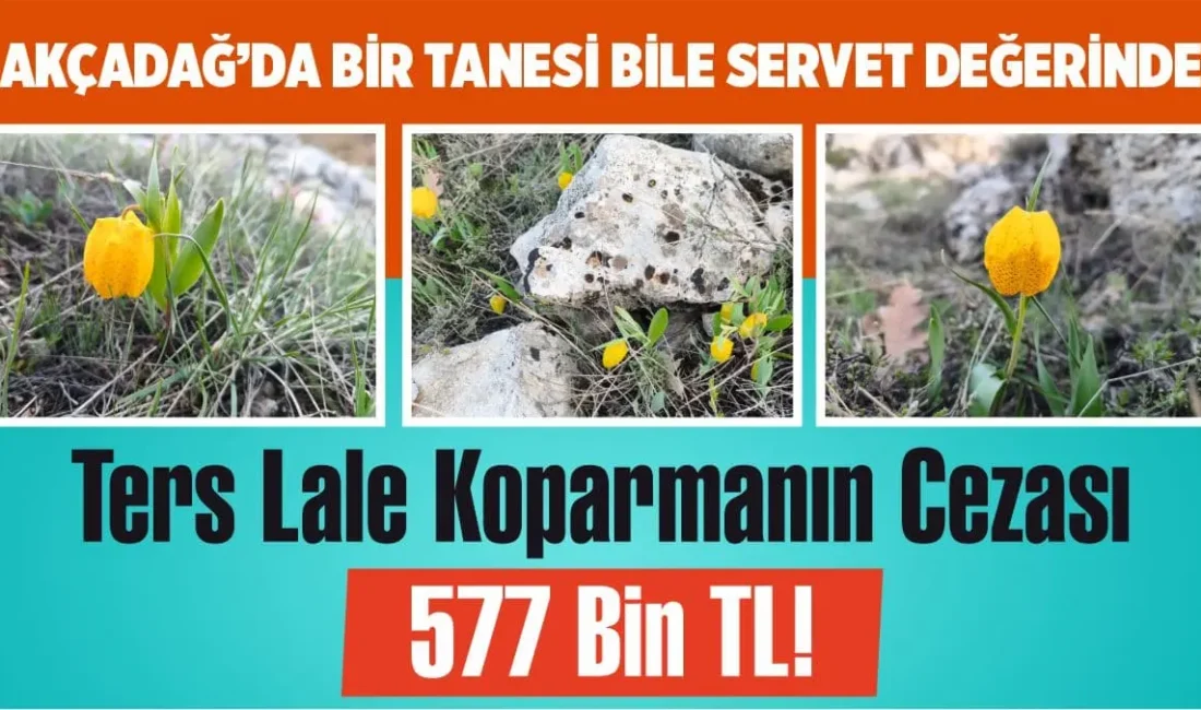 Malatya Akçadağ'da açan ters laleler için sıkı takip başladı. Bir