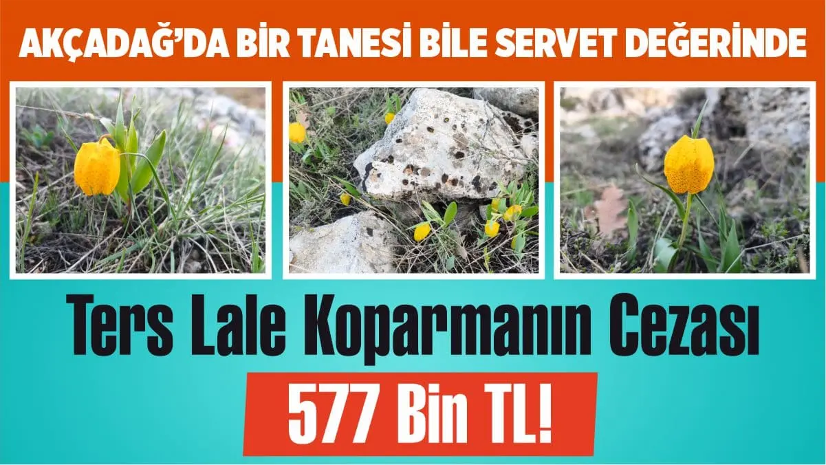 Malatya Akçadağ'da açan ters laleler için sıkı takip başladı. Bir