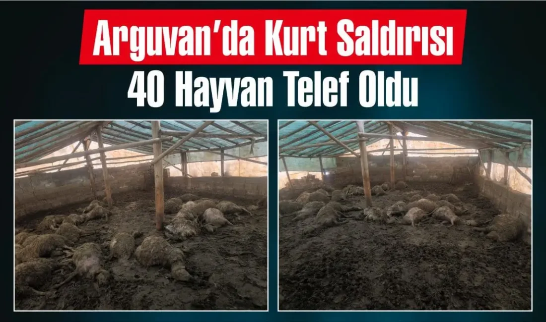 Malatya’nın Arguvan ilçesinde bir yetiştiricinin çadırına giren kurtlar, büyük bir