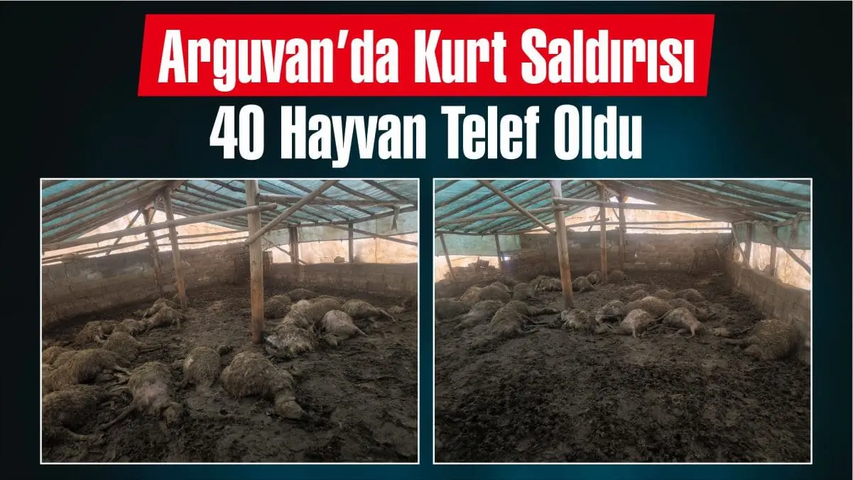 Malatya’nın Arguvan ilçesinde bir yetiştiricinin çadırına giren kurtlar, büyük bir