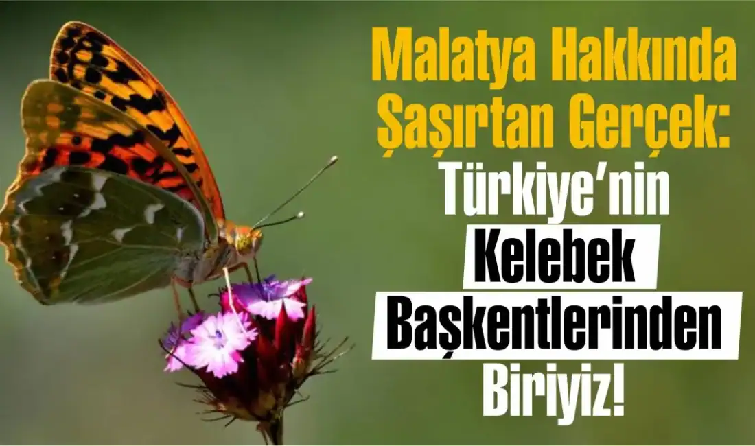 Malatya kelebek çeşitliliğinde Türkiye'de kaçıncı sırada? Trake verilerine göre Malatya,