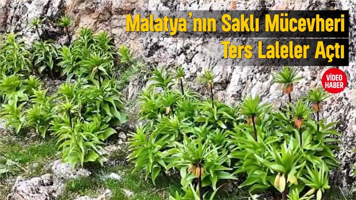 Malatya’nın Saklı Mücevheri: "Ağlayan Gelinler" Ters Laleler Açtı 2 Malatya’nın Saklı Mücevheri: "Ağlayan Gelinler" Ters Laleler Açtı 1