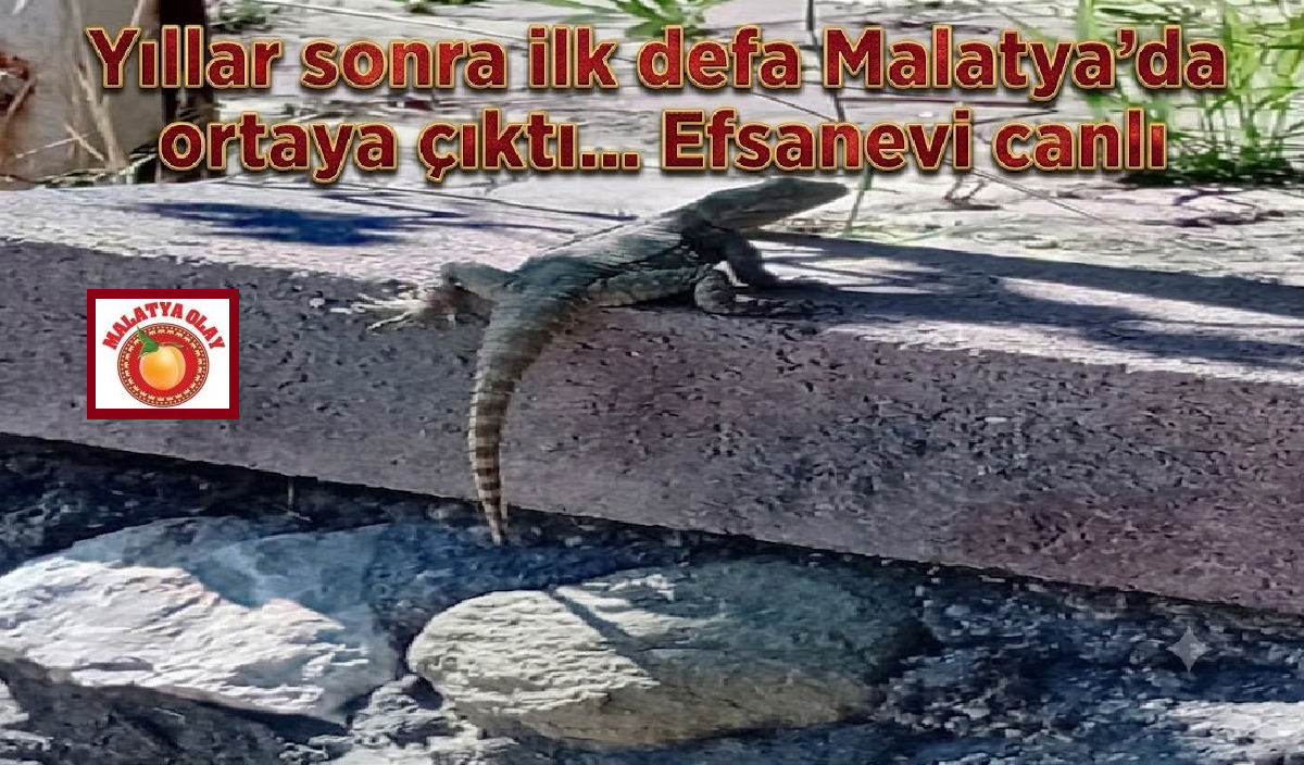 Malatya’da Dağ Ejderi ortaya çıktı Ali Aladağ…:Malatya Olay Haber…:
Günün öne çıkan haberi...Malatya'nın Yeşilyurt ilçesine bağlı