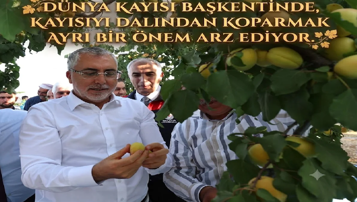 Bakan Işıkhan Malatya’da Kayısı Hasadı yaptı 5 Bakan Işıkhan Malatya’da Kayısı Hasadı yaptı 4