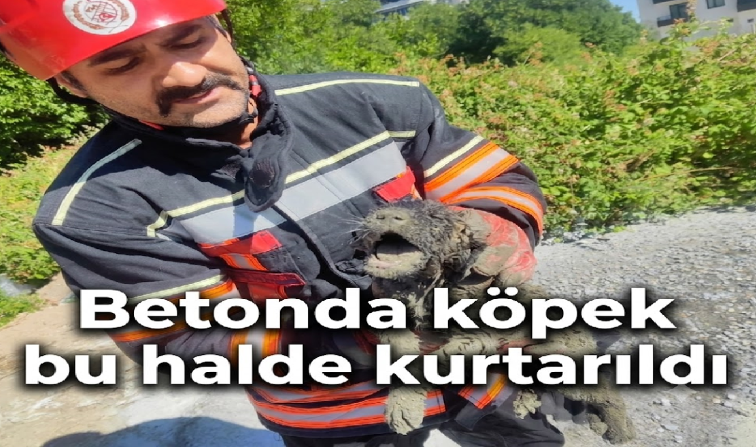 Uğur Hanbey Aladağ…: Malatya Olay Haber…:
Malatya Büyükşehir Belediyesi İtfaiye Dairesi