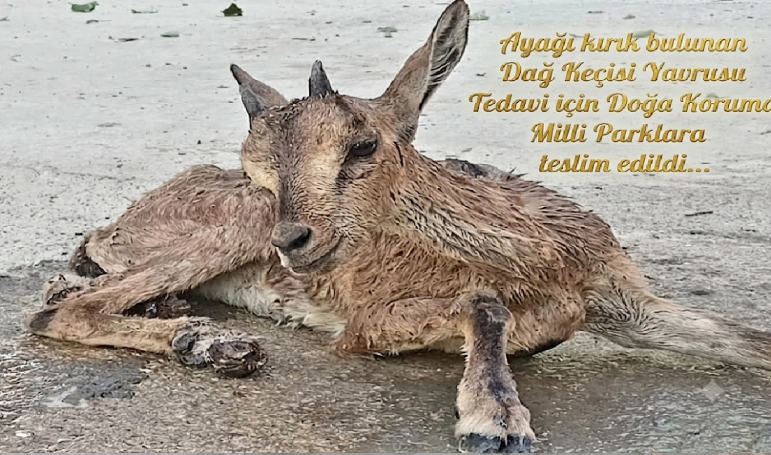 İzzettin Çiçek…:Malatya Olay Haber…:
Hayvan sever bir vatandaşın Kırlangıç Mahallesi mevkiinde