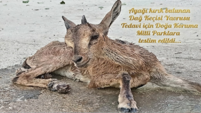 İzzettin Çiçek…:Malatya Olay Haber…:
Hayvan sever bir vatandaşın Kırlangıç Mahallesi mevkiinde