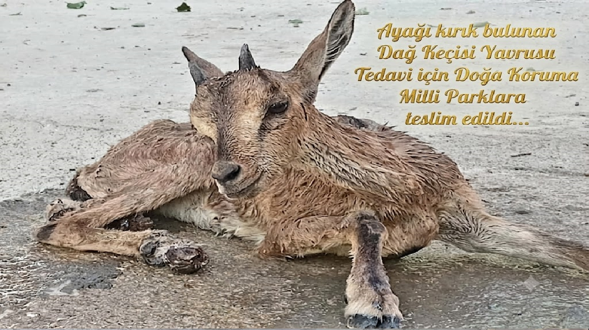 Malatya'da Dağ Keçisi Yavrusu ayağı kırık halde bulundu 2 Malatya'da Dağ Keçisi Yavrusu ayağı kırık halde bulundu 1