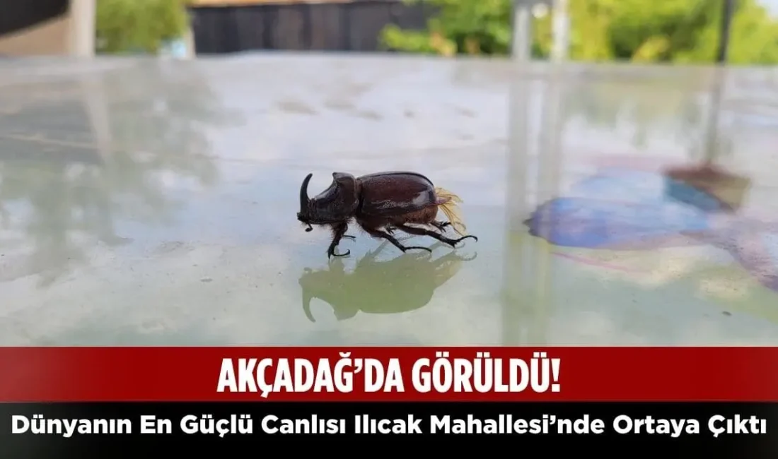 U. Hanbey Aladağ…:Malatya Olay Haber…:
Malatya'nın Akçadağ ilçesi Ilıcak Mahallesi'nde, kendi
