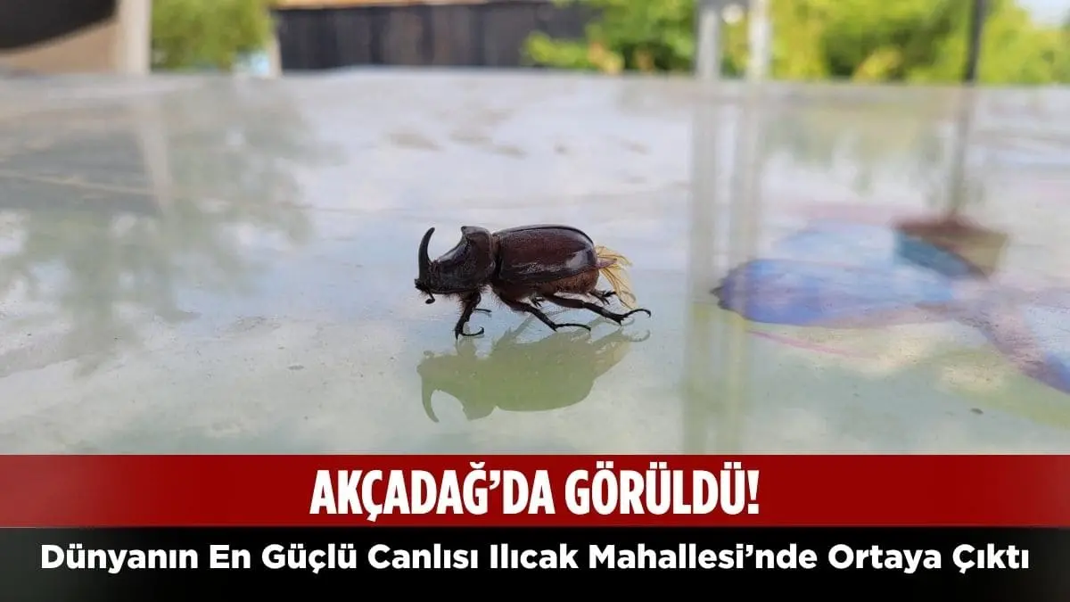 U. Hanbey Aladağ…:Malatya Olay Haber…:
Malatya'nın Akçadağ ilçesi Ilıcak Mahallesi'nde, kendi