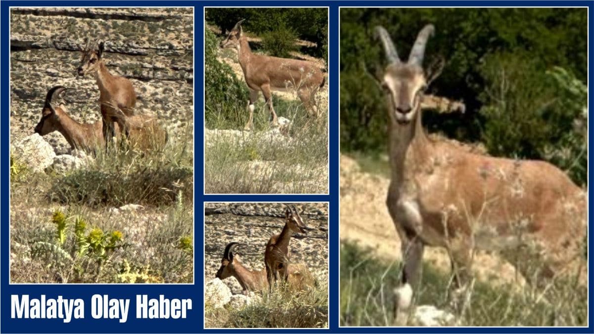 Hekimhan’da Görsel Şölen! "Jurassic Park" Değil Malatya’da Bir Kayısı Bahçesi 1