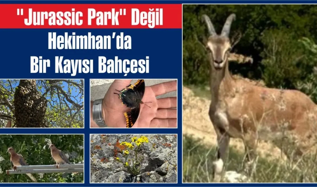 Hekimhan Kurşunlu Güçlü Mahallesi’nde Fatih Polat’a ait bahçe adeta bir