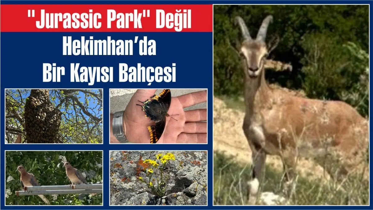 Hekimhan Kurşunlu Güçlü Mahallesi’nde Fatih Polat’a ait bahçe adeta bir