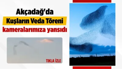 Zeynep Bera Toper...:Malatya Olay Tv...:Malatya Olay Haber...:
Günün gündemi...Malatya’nın Akçadağ ilçesinde