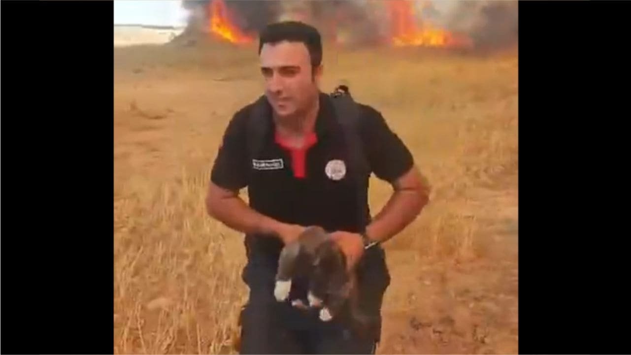 Akçadağ’da Alevler Metrelerce Yükseldi! Yavru Köpek Son Anda Kurtarıldı 2 Akçadağ’da Alevler Metrelerce Yükseldi! Yavru Köpek Son Anda Kurtarıldı 1