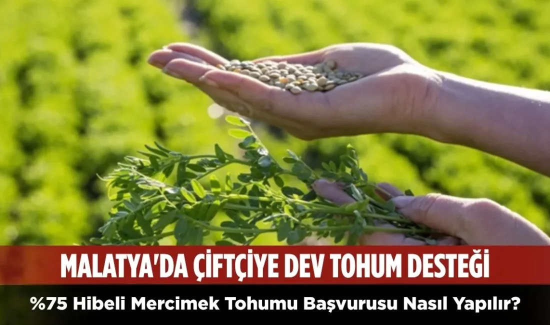 ÇKS kaydı olan üreticilere %75 hibeli mercimek tohumu dağıtılacak. En