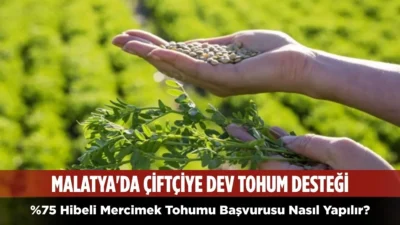 ÇKS kaydı olan üreticilere %75 hibeli mercimek tohumu dağıtılacak. En
