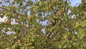 malatya eylul ayinda kayisi kuluncak